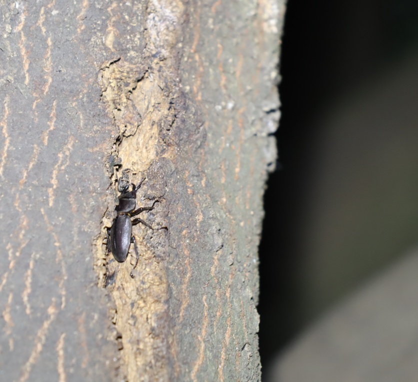 コクワガタ♂_縦洞-第2シラカシ_2023年9月25日19時55分気温21.3度