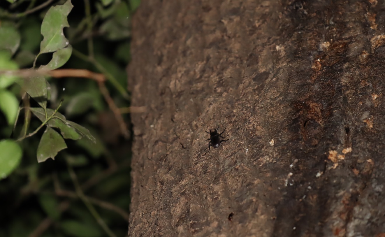 コクワガタ♂_蔦が生えたクヌギ-ほったらかしの森_2023年10月13日19時15分気温15.3度