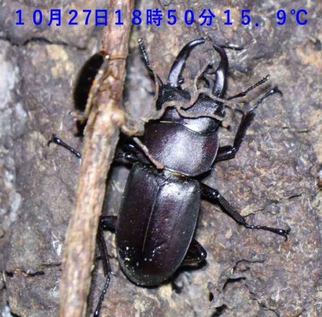 コクワガタ♂_蔦が生えたクヌギ-ほったらかしの森_2023年10月27日18時50分気温15.9度