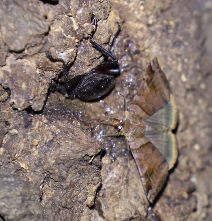 コクワガタ♂、ウンモンクチバ_クヌギの大木-クヌギ林_2023年9月12日19時30分気温26.3度