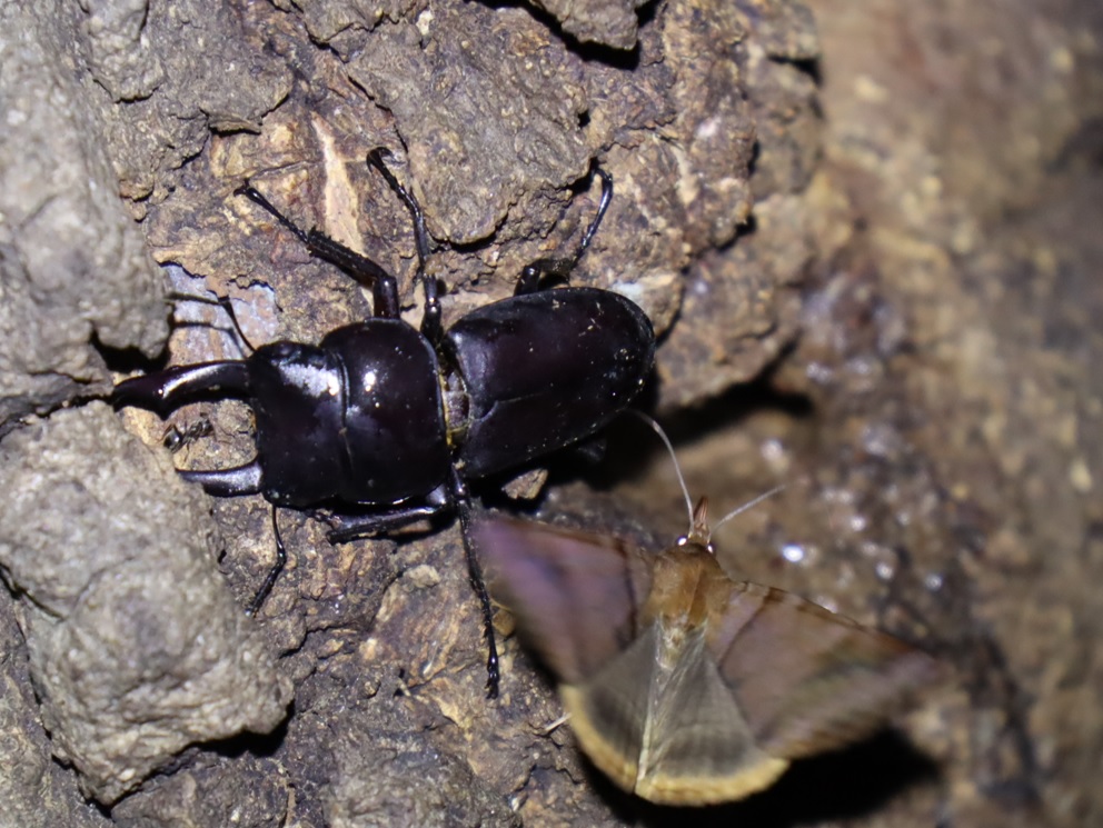 コクワガタ♂、ウンモンクチバ（アングル2）_クヌギの大木-クヌギ林_2023年9月12日19時30分気温26.3度