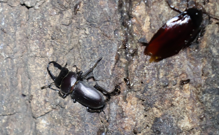 コクワガタ♂、クロゴキブリ_蔦が生えたクヌギ-ほったらかしの森_2023年10月13日19時15分気温15.3度