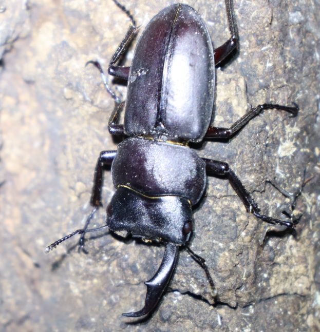 コクワガタ♂（右の大顎が無い）_蔦が生えたクヌギ-ほったらかしの森_2023年10月16日19時20分気温20.2度