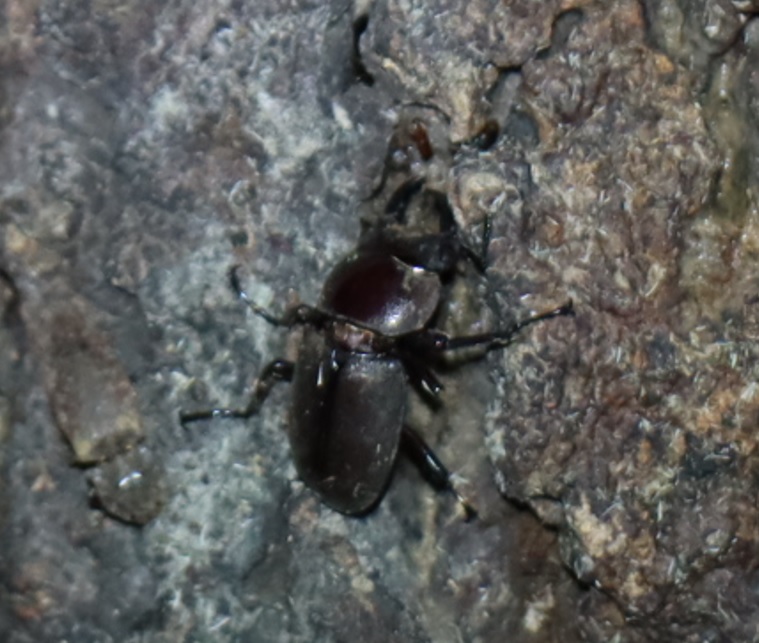 コクワガタ♂（樹液に吸い付く）_蔦が生えたクヌギ-ほったらかしの森_2023年10月16日19時20分気温20.2度