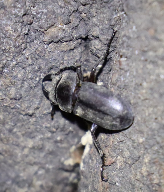 コクワガタ♂（脚が半分無い）_第2シラカシ_2023年10月10日19時25分気温19.8度