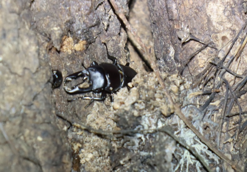 コクワガタ♂（蔦の陰から顔を出す）_蔦が生えたクヌギ-ほったらかしの森_2023年10月16日19時20分気温20.2度