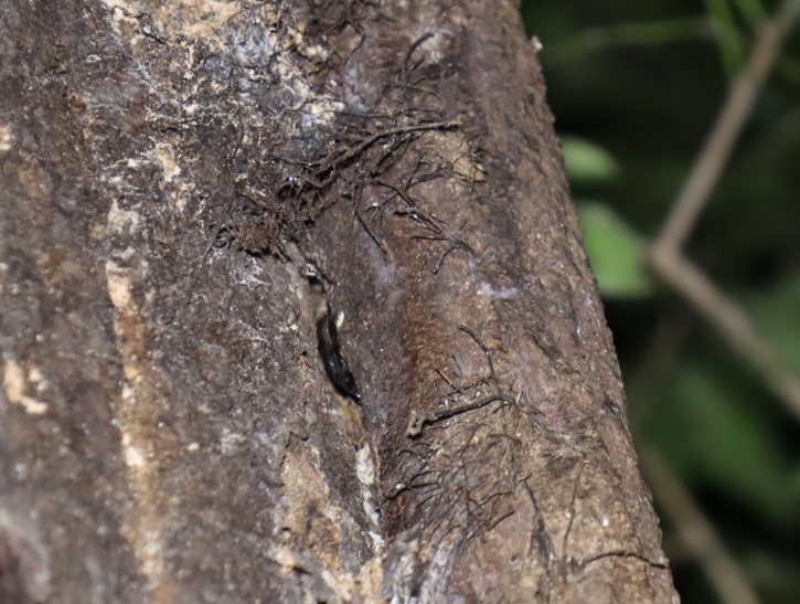 コクワガタ♂（蔦の隙間に潜む）_蔦が生えたクヌギ-ほったらかしの森_2023年10月16日19時20分気温20.2度