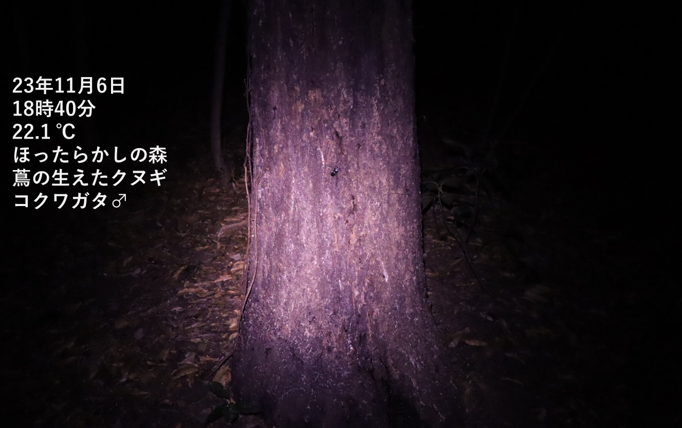 コクワガタ♂（遠景）_蔦が生えたクヌギ-ほったらかしの森_2023年11月6日18時40分気温22.1度
