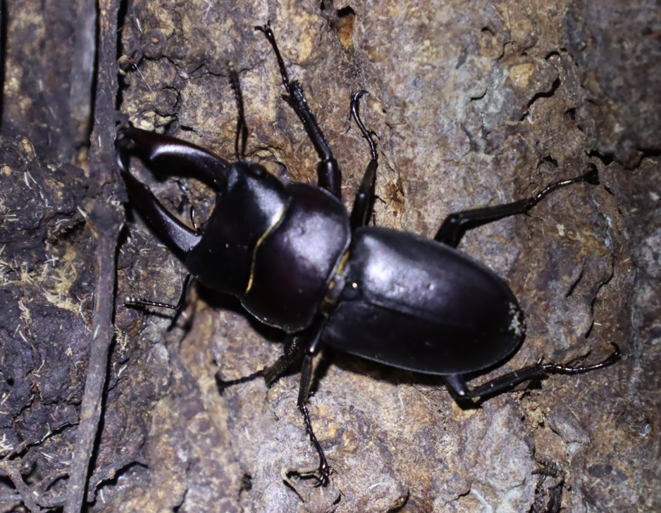 コクワガタ♂（１番大きい）_蔦が生えたクヌギ-ほったらかしの森_2023年10月16日19時20分気温20.2度