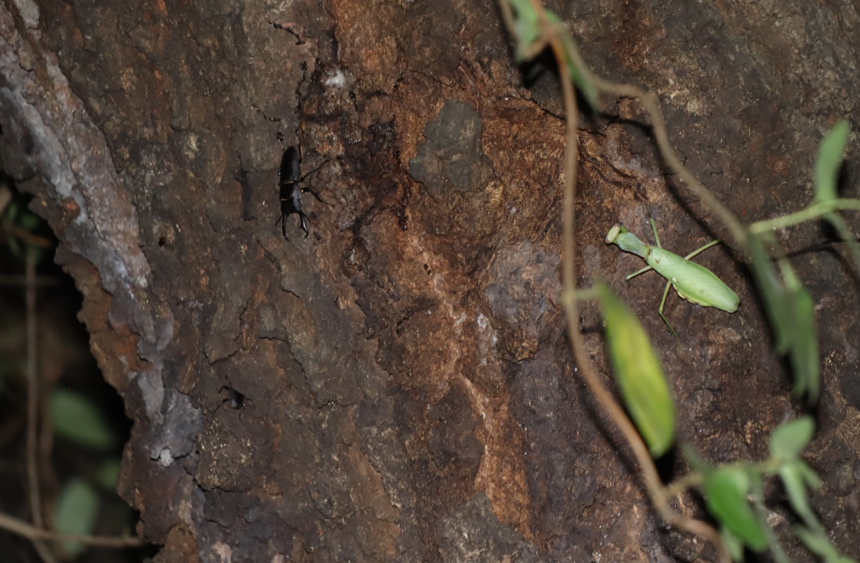 コクワガタ、ハラビロカマキリ_団地前のクヌギ_2023年9月27日19時40分気温24.4度