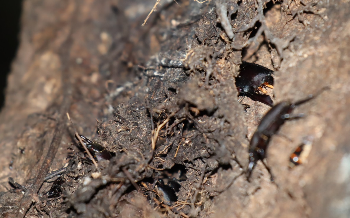 コクワガタが多く潜む蔦の下_右側面ｰ目線より50cm上-クヌギ-ほったらかしの森_2023年9月11日19時30分気温26.7度