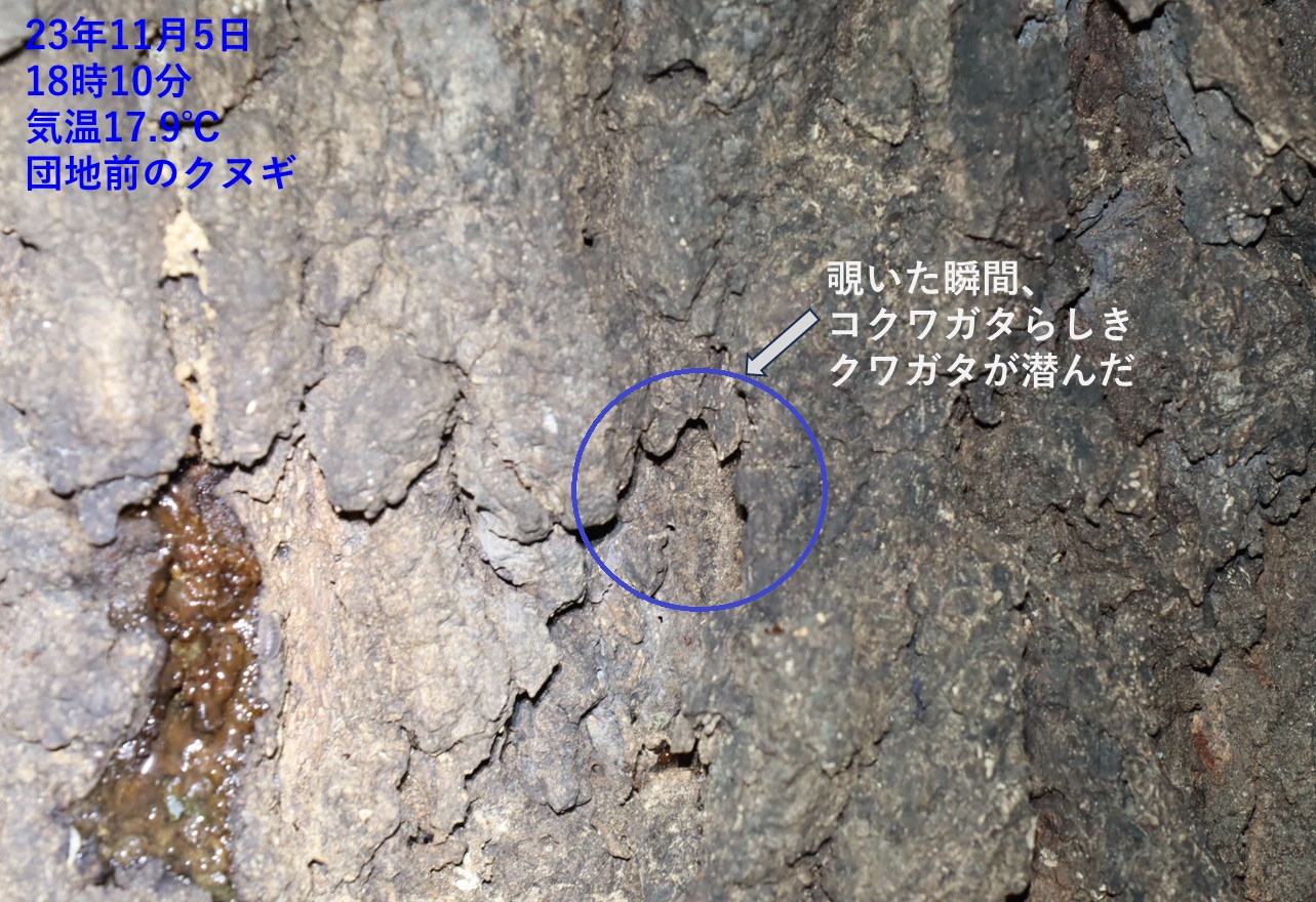 コクワガタが樹皮下に潜んだ_団地前のクヌギ_2023年11月5日18時10分気温17.9度