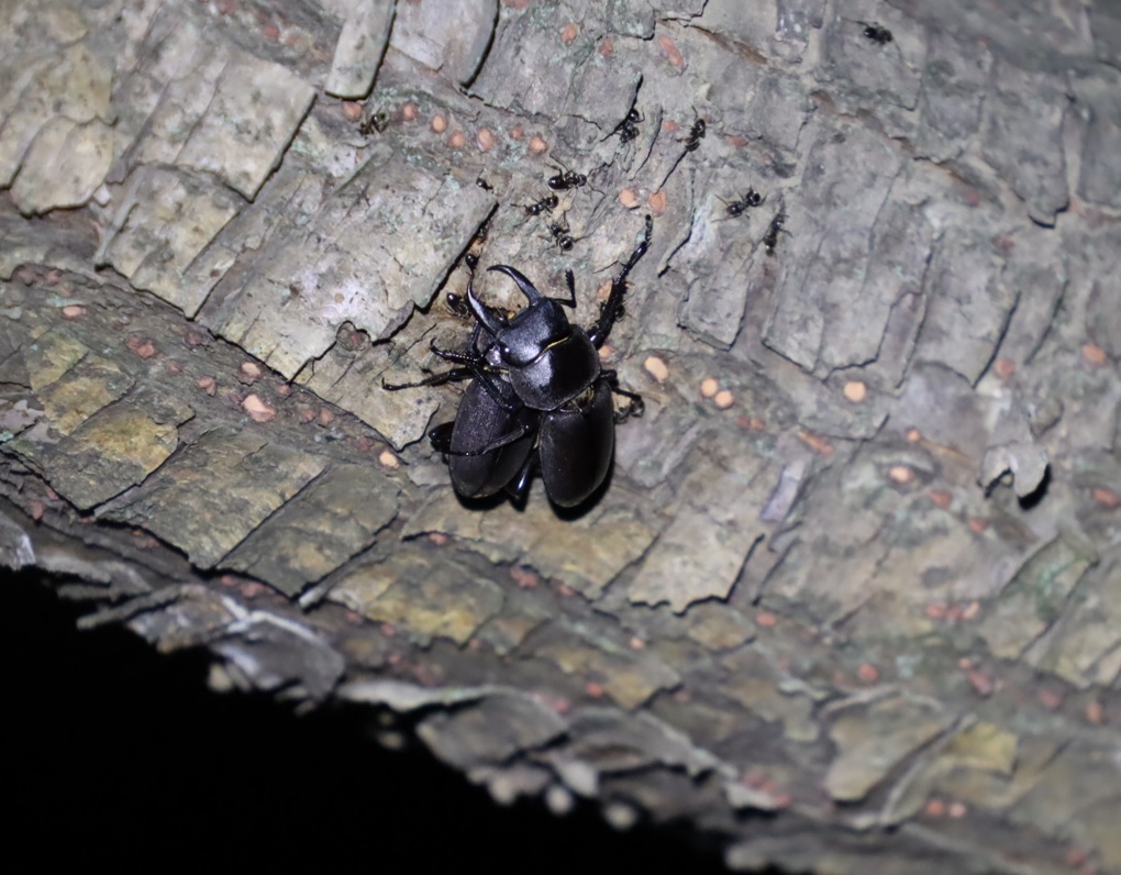 コクワガタのペア_その他の（クネクネ横）のヤナギ-ヤナギ林_2023年9月12日19時15分気温26.5度