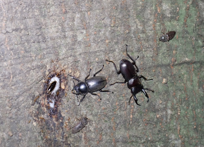 コクワガタのペア_シラカシ_2023年10月3日19時30分気温22.3度