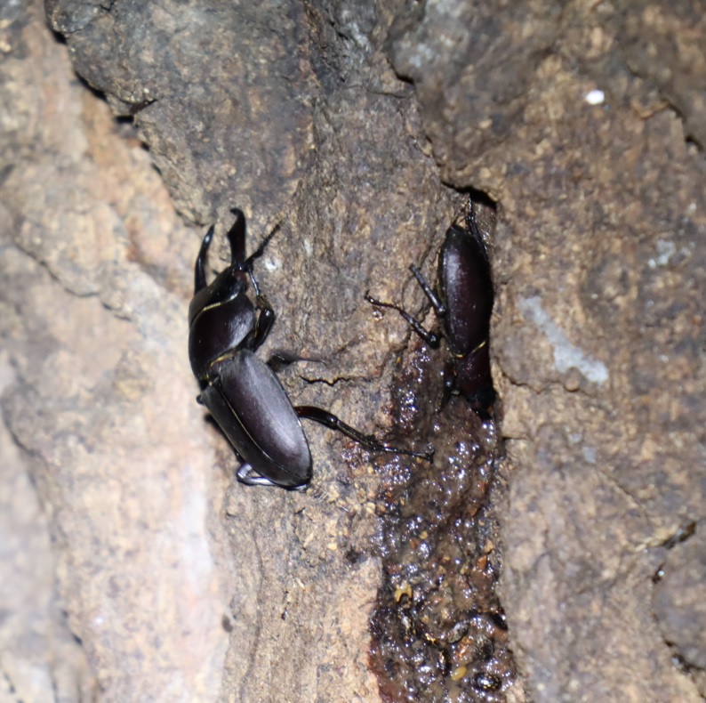 コクワガタのペア_団地前のクヌギ_2023年9月7日19時45分気温25.4度