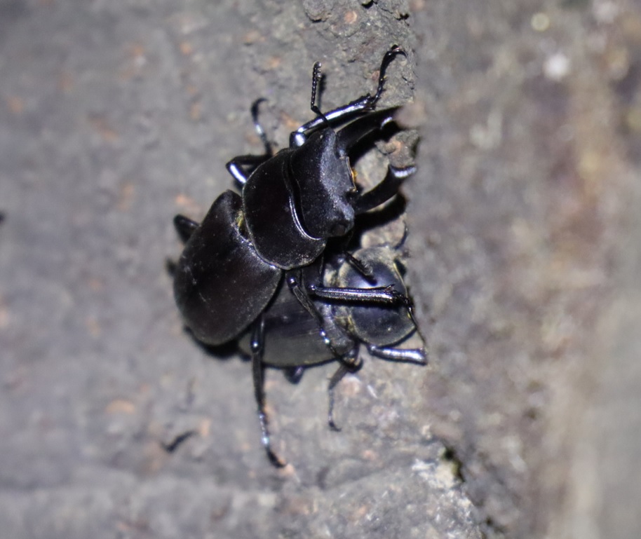 コクワガタのペア_第2シラカシ_2023年10月10日19時25分気温19.8度