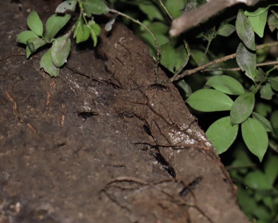 コクワガタらしき多数のクワガタ_目線より3ｍ上-クヌギ-ほったらかしの森_2023年9月27日19時30分気温24.5度