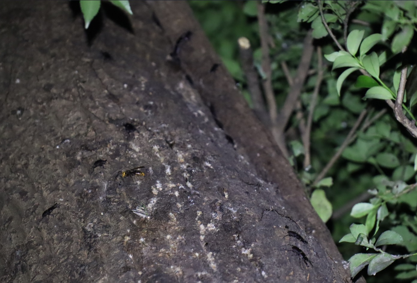 コクワガタらしき多数のクワガタ、オオスズメバチ_目線より3ｍ上-クヌギ-ほったらかしの森_2023年9月27日19時30分気温24.5度