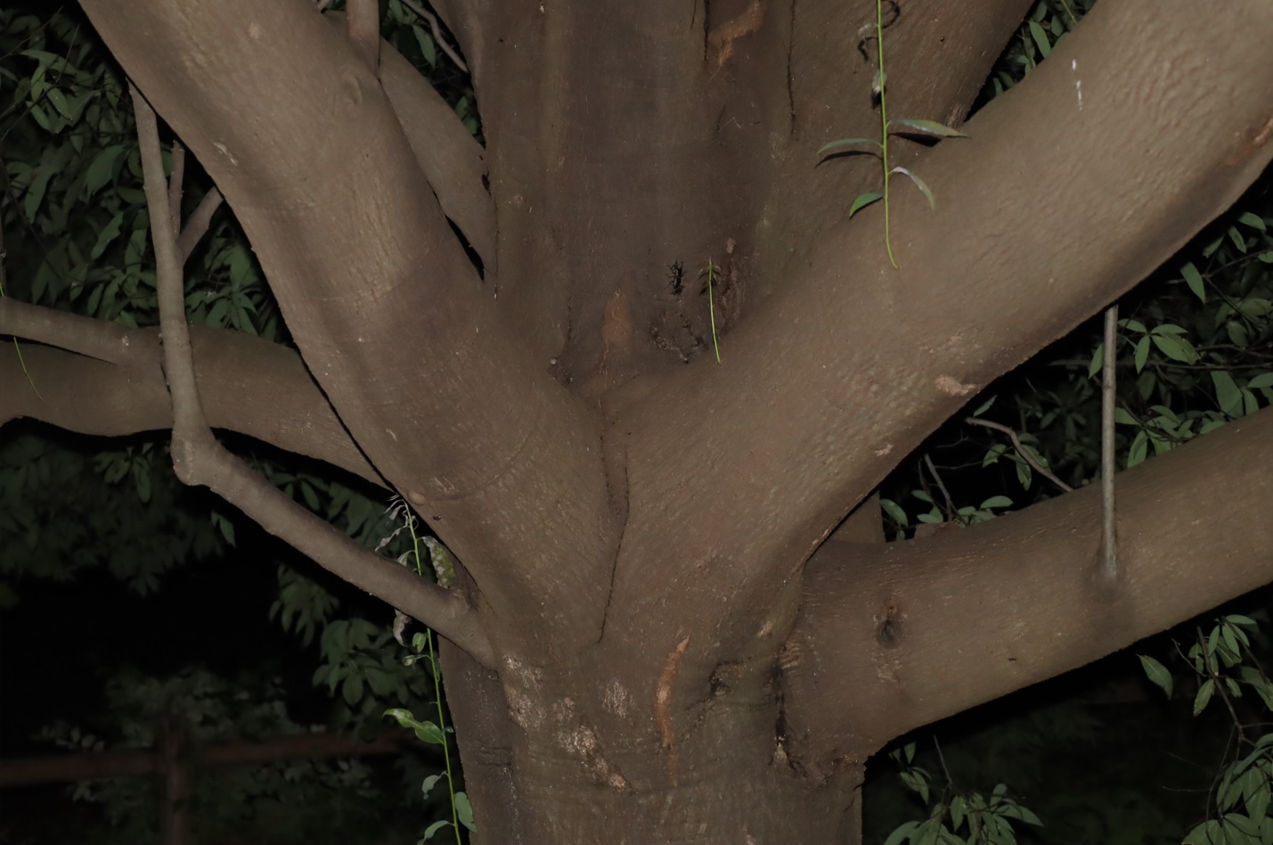 コクワガタ？_第2シラカシ（遠景）_2023年10月10日19時25分気温19.8度