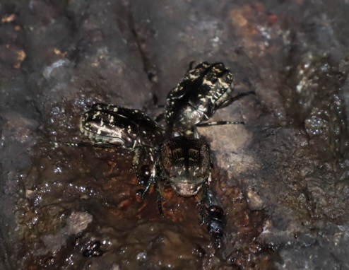 シラホシハナムグリ3匹_ノーマークのクヌギ-昆虫達の飲み屋の森_2023年9月4日20時10分気温27.4度