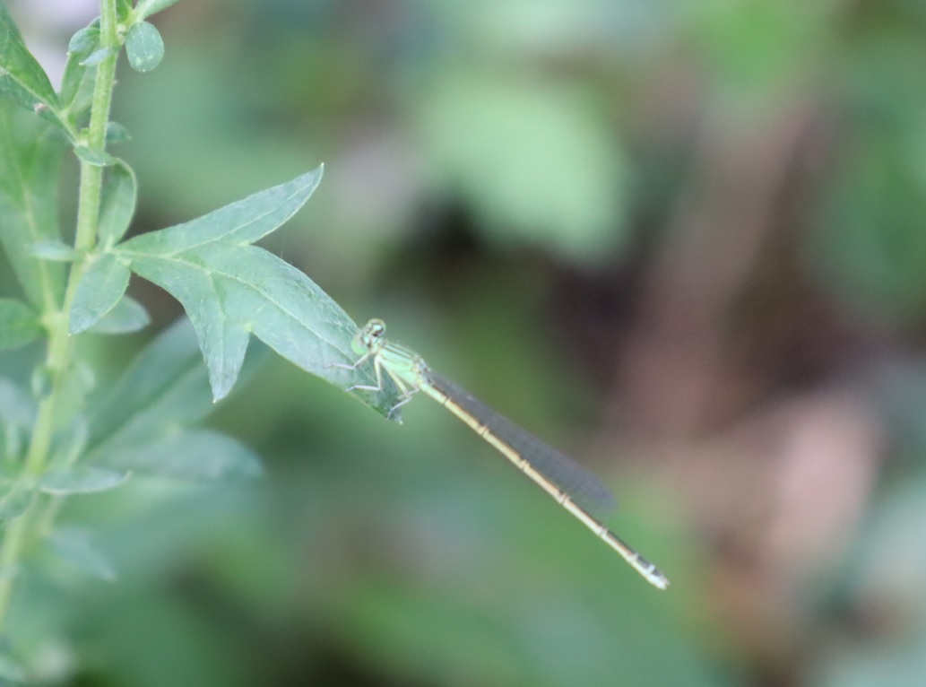 セスジイトトンボ♀_長浜付近の琵琶湖畔_2023年8月31日17時10分気温29.4度
