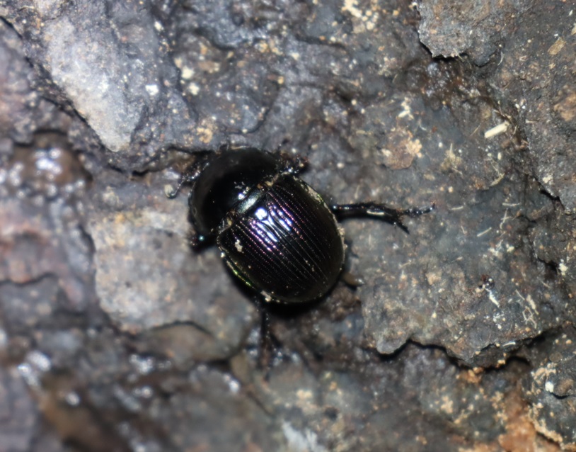 センチコガネ_クヌギ-ほったらかしの森_2023年9月7日19時35分気温25.8度