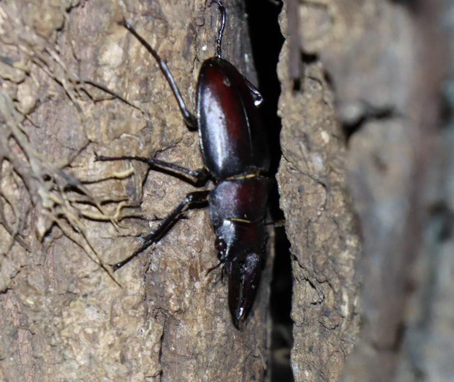 ノコギリクワガタ1♂_クヌギ-ほったらかしの森_2023年9月7日19時35分気温25.8度