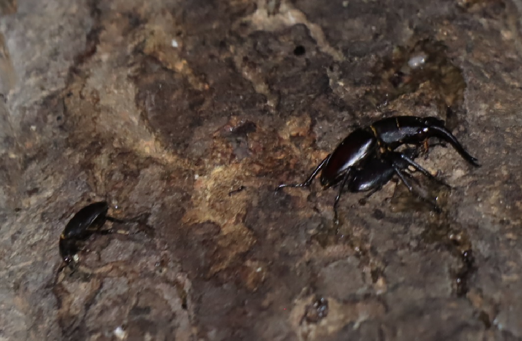 ノコギリクワガタ1ペア、1♀_クヌギ-ほったらかしの森_2023年9月7日19時35分気温25.8度