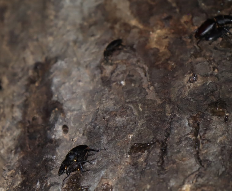 ノコギリクワガタ2ペア、1♀_クヌギ-ほったらかしの森_2023年9月7日19時35分気温25.8度