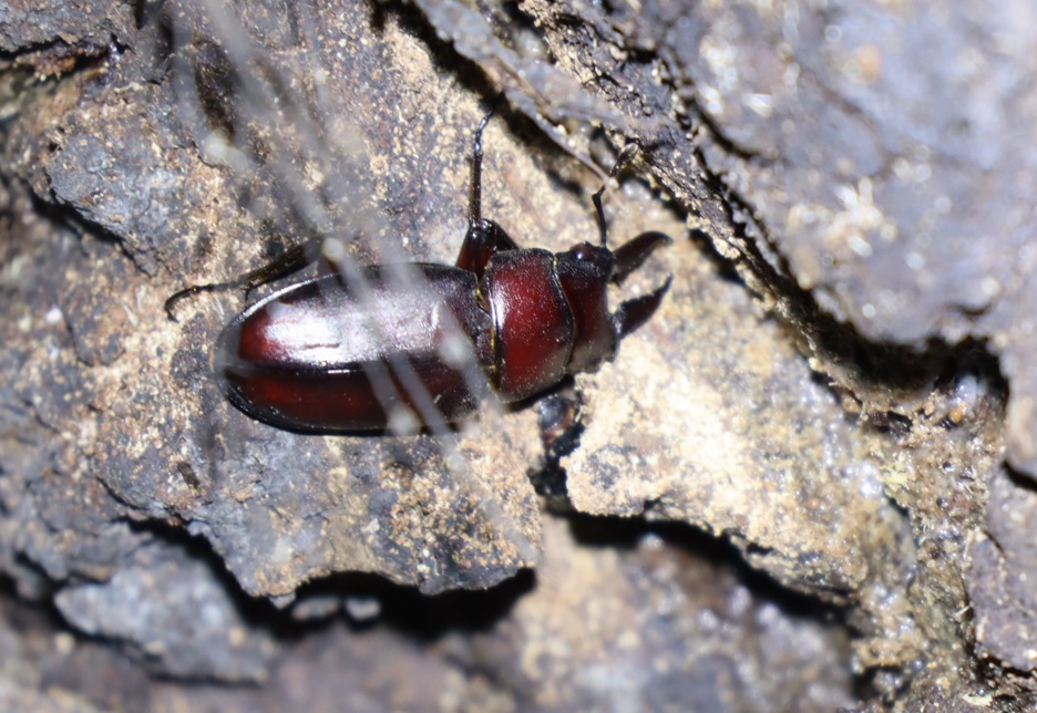 ノコギリクワガタ♂_根本付近-クヌギ-ほったらかしの森_2023年9月25日19時30分気温21.3度