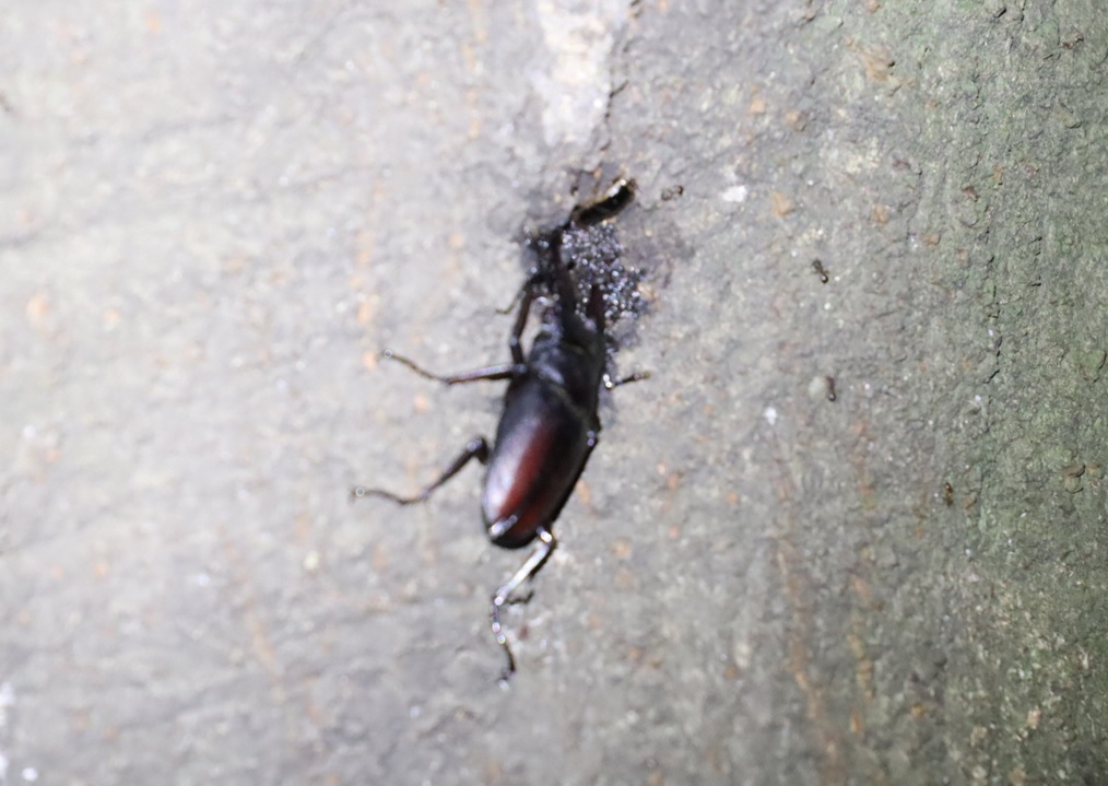 ノコギリクワガタ♂_第2シラカシ_2023年9月12日19時25分気温26.4度