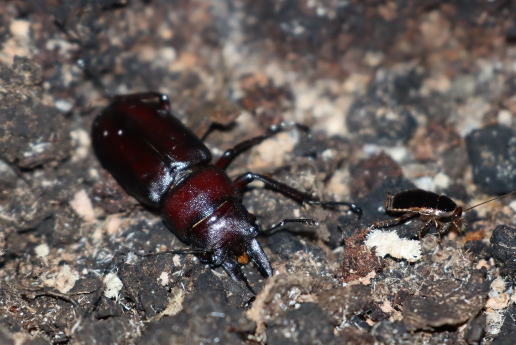 ノコギリクワガタ♂_蔦が生えたクヌギ-ほったらかしの森_2023年10月13日19時15分気温15.3度