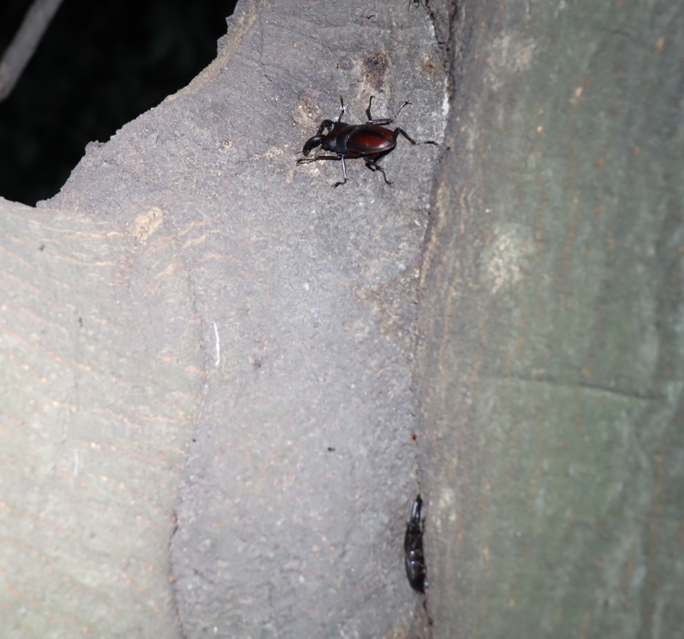 ノコギリクワガタ♂、コクワガタ♂_シラカシ_2023年10月3日19時30分気温22.3度