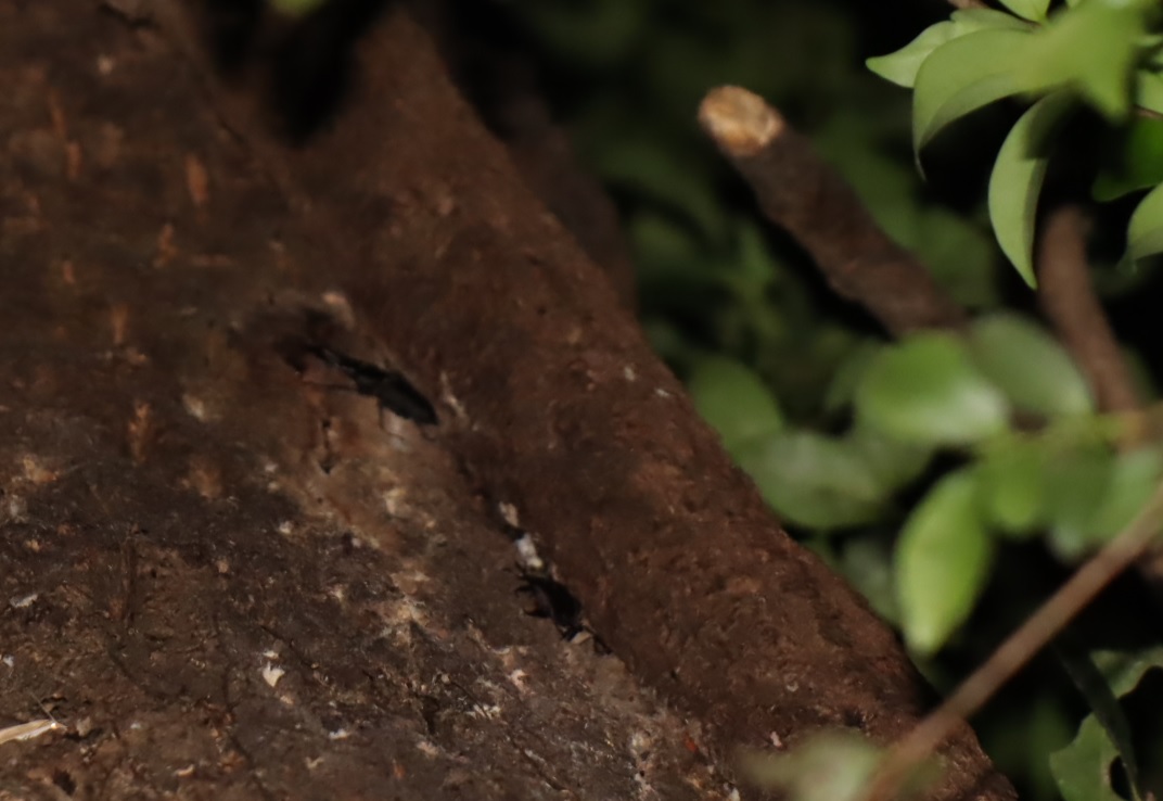 ノコギリクワガタ♂、コクワガタ♂_目線より3mほど上-クヌギ-ほったらかしの森_2023年9月25日19時30分気温21.3度