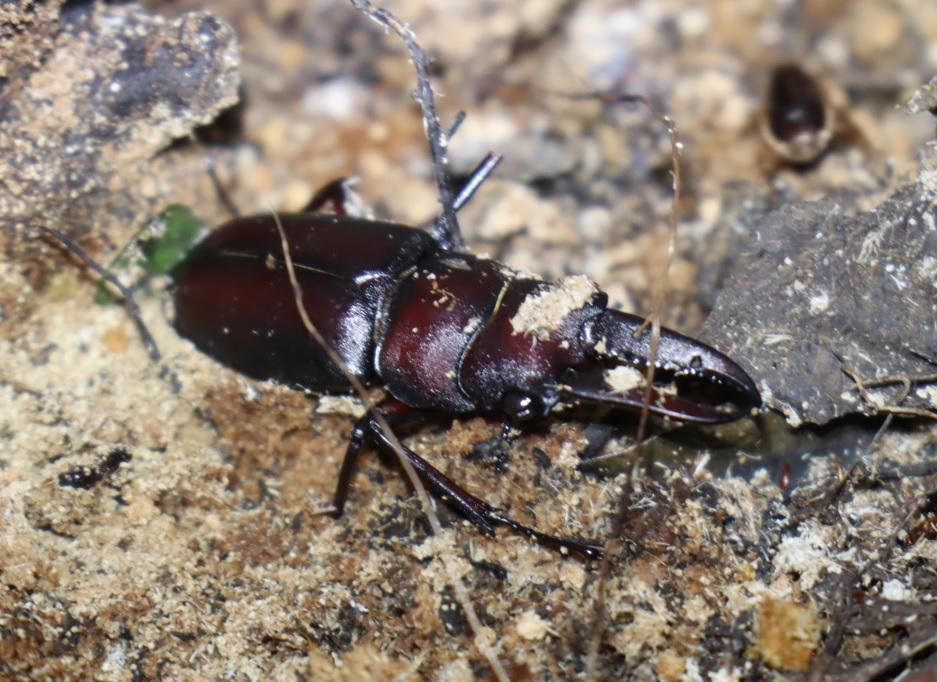 ノコギリクワガタ♂の死骸_蔦が生えたクヌギ-ほったらかしの森_2023年10月16日19時20分気温20.2度
