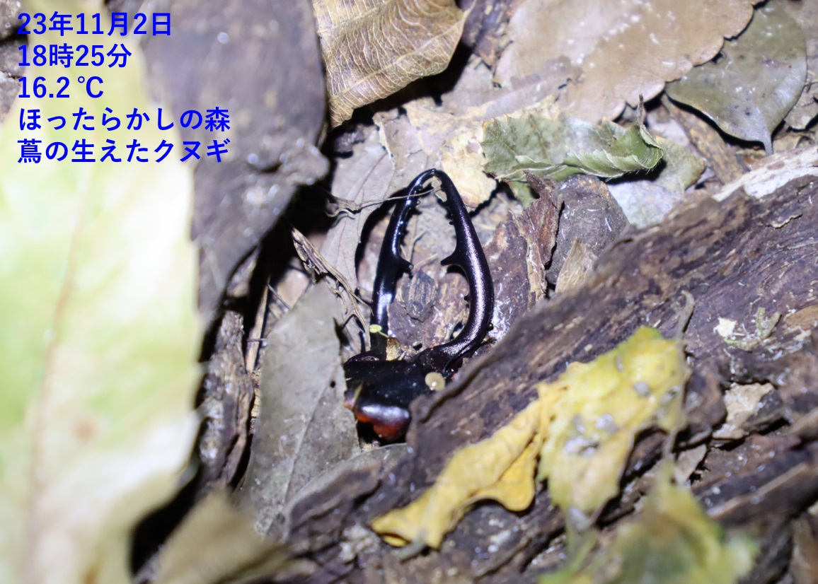 ノコギリクワガタ♂の死骸_蔦が生えたクヌギ-ほったらかしの森_2023年11月2日18時25分気温16.2度