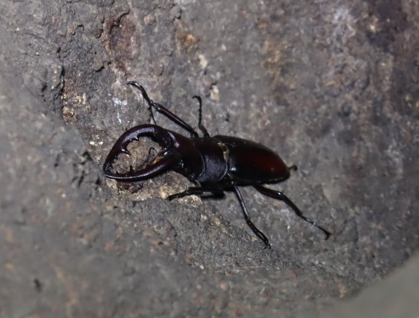 ノコギリクワガタ♂（大歯）_シラカシ_2023年10月3日19時30分気温22.3度