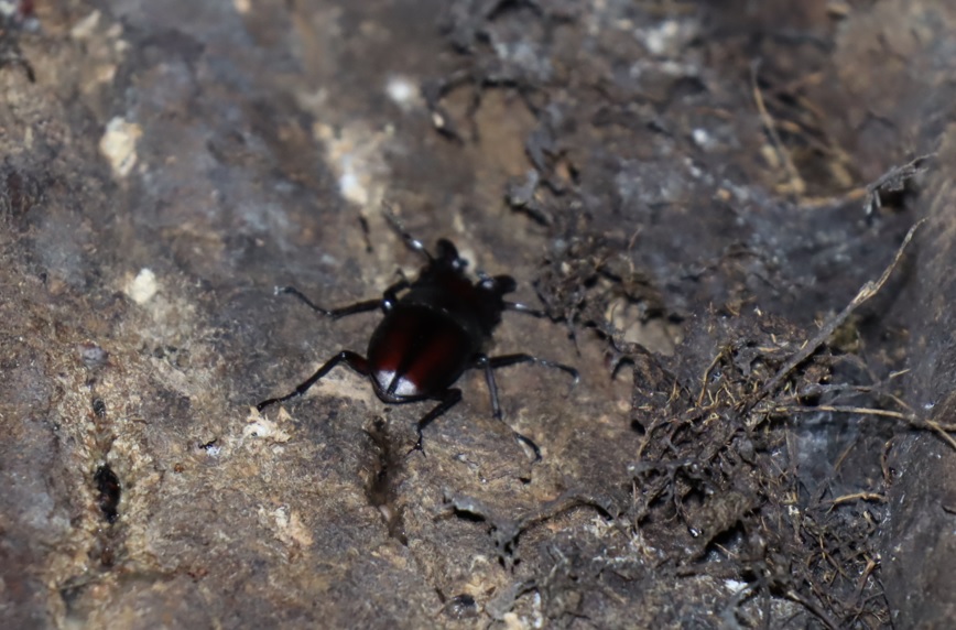 ノコギリクワガタ♂（大歯）_目線よりやや上-クヌギ-ほったらかしの森_2023年9月11日19時30分気温26.7度