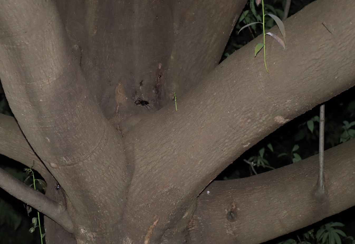 ノコギリクワガタ♂（大歯－遠景）_シラカシ_2023年10月3日19時30分気温22.3度