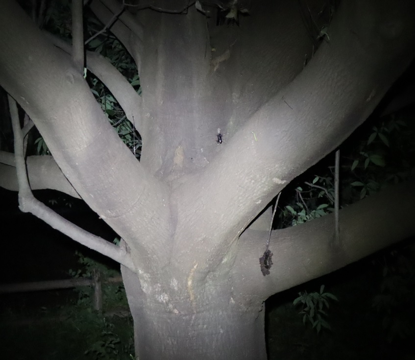 ノコギリクワガタ、コクワガタ_第2シラカシ_2023年9月12日19時25分気温26.4度