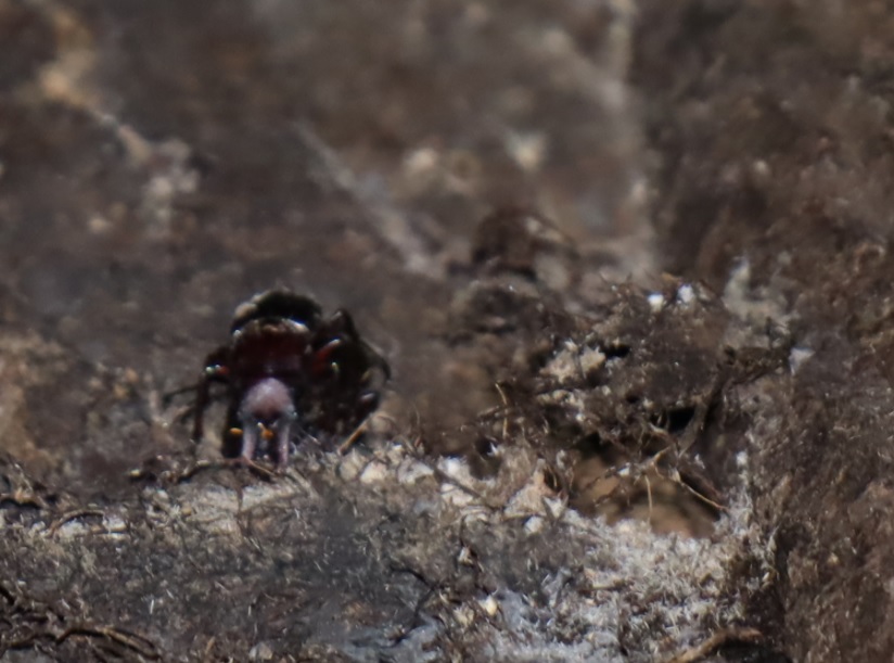 ノコギリクワガタのペア_クヌギ-ほったらかしの森_2023年9月27日19時30分気温24.5度