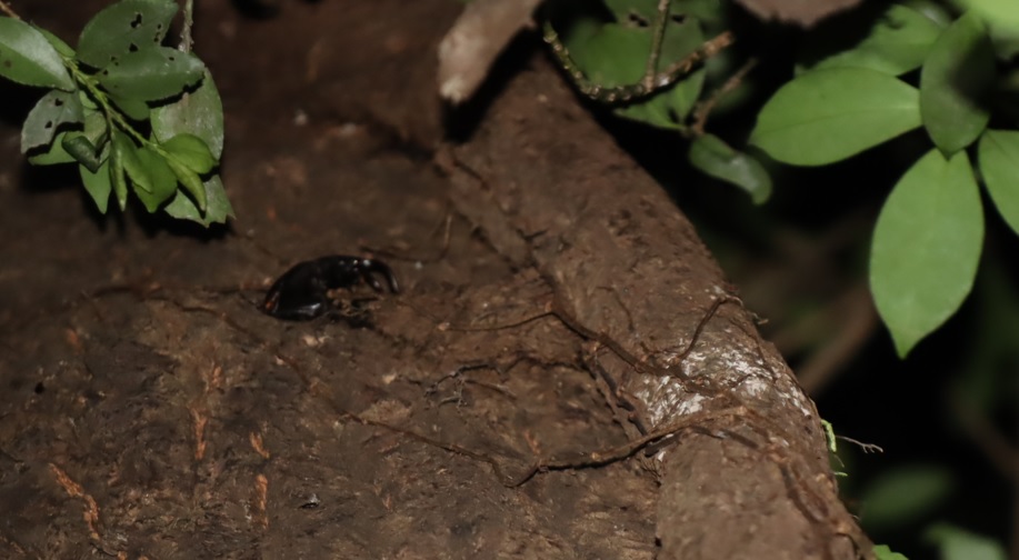 ノコギリクワガタのペア_目線より3m上-クヌギ-ほったらかしの森_2023年9月11日19時30分気温26.7度