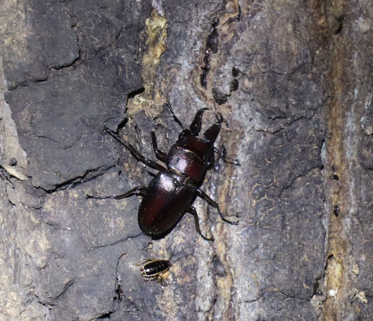 ノコギリクワガタ１匹目_クヌギ-ほったらかしの森_2023年10月3日18時50分気温22.7度