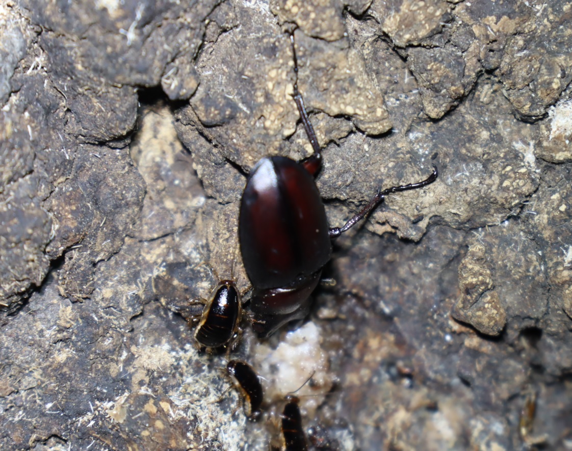 ノコギリクワガタ２匹目_クヌギ-ほったらかしの森_2023年10月3日18時50分気温22.7度