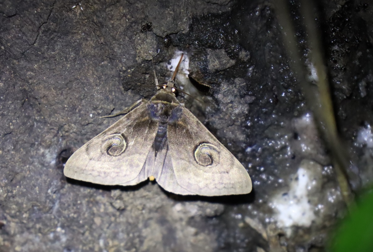 ハグルマトモエ_背面の根本付近-苔むしたクヌギ_2023年9月12日19時25分気温26.4度