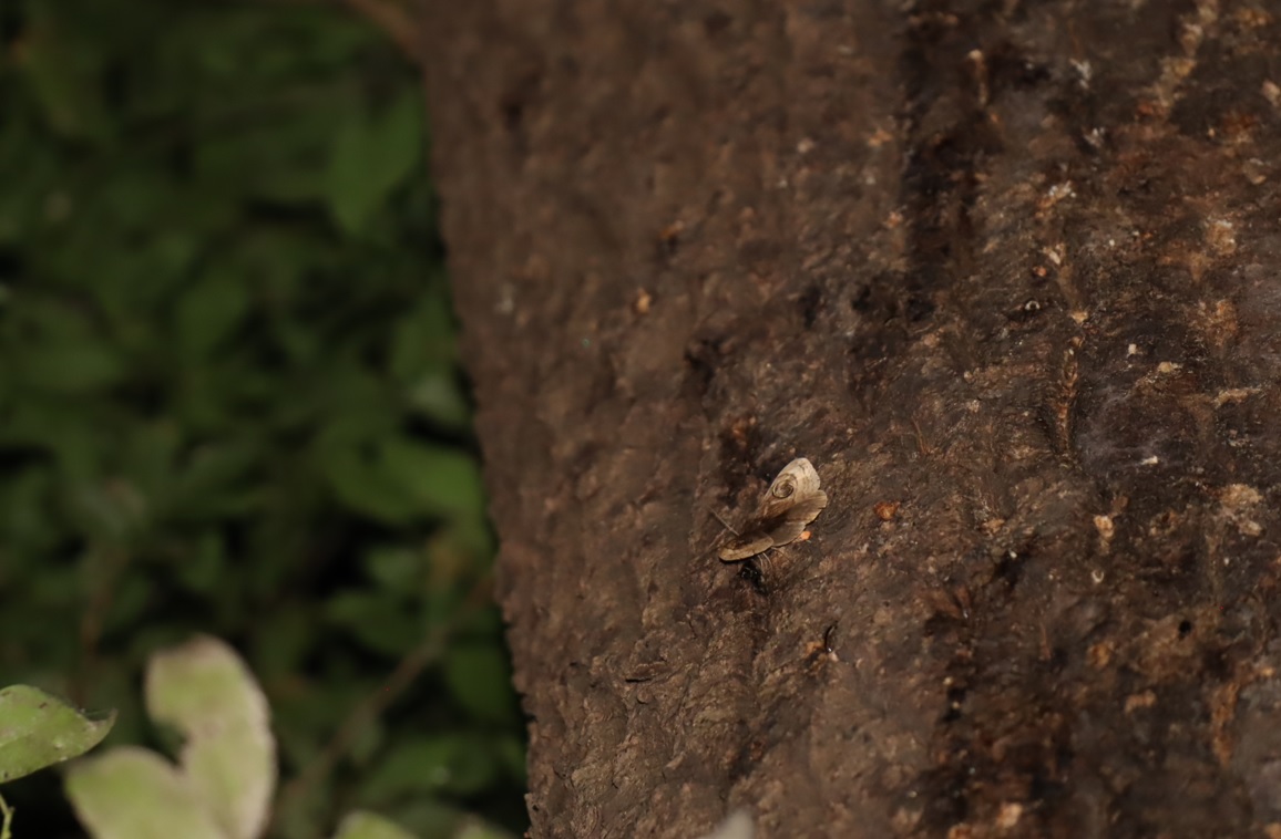 ハグルマトモエ_蔦が生えたクヌギ-ほったらかしの森_2023年10月19日18時40分気温17.3度