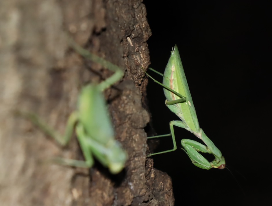 ハラビロカマキリ2♀_No.3のクヌギ-クヌギ林_2023年9月12日19時30分気温26.3度