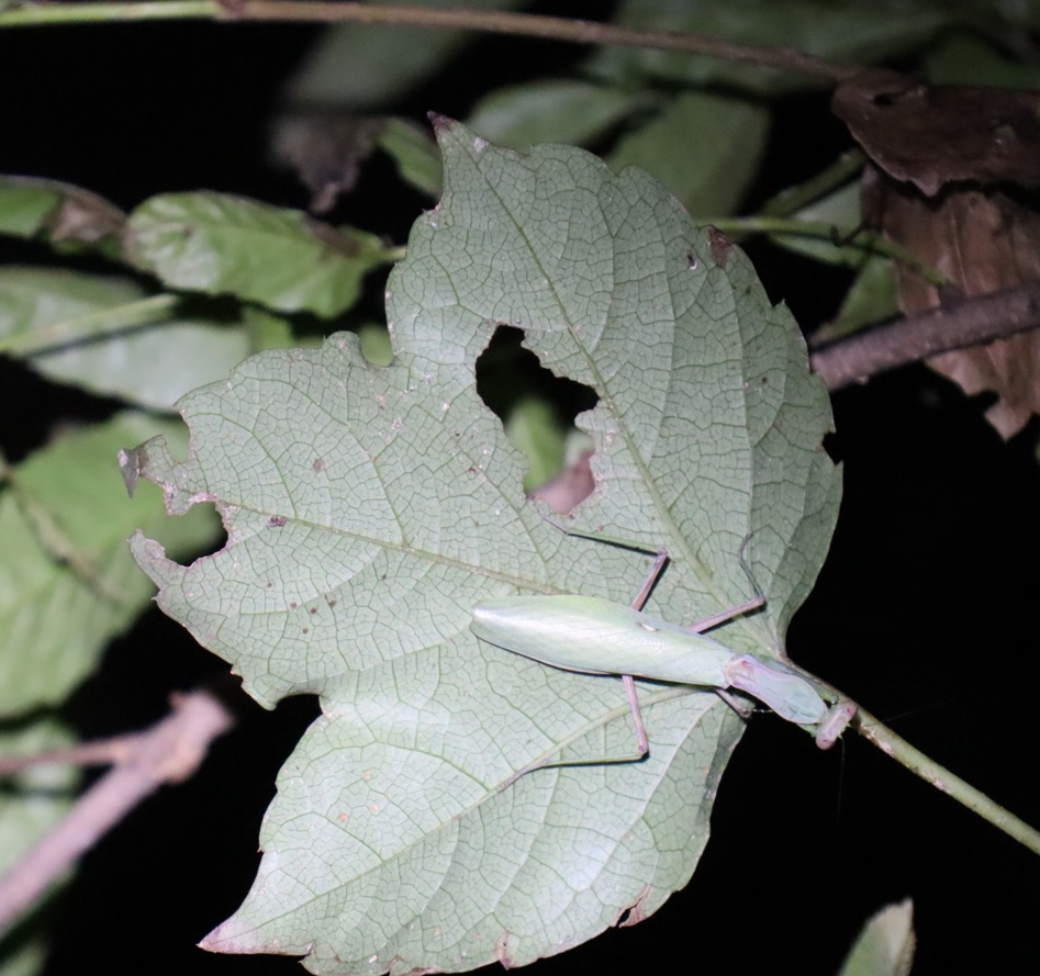 ハラビロカマキリ_クヌギ-ほったらかしの森_2023年9月4日19時55分気温27.5度
