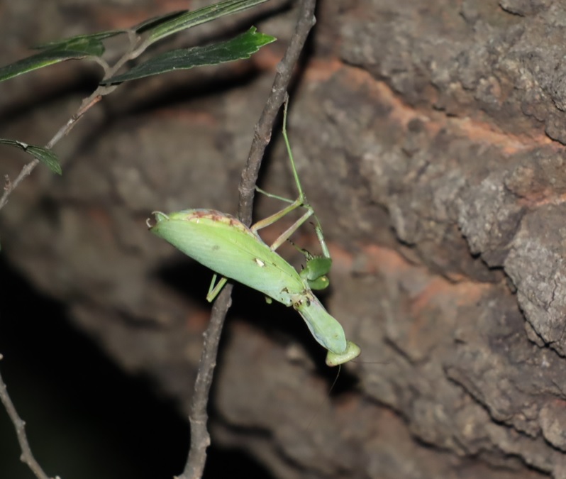 ハラビロカマキリ♀（前翅の付け根が痛んでいる）_団地前のクヌギ_2023年9月25日19時45分気温21.5度