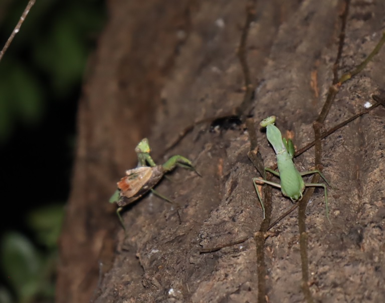 ハラビロカマキリ２♀_クヌギ-ほったらかしの森_2023年9月27日19時30分気温24.5度